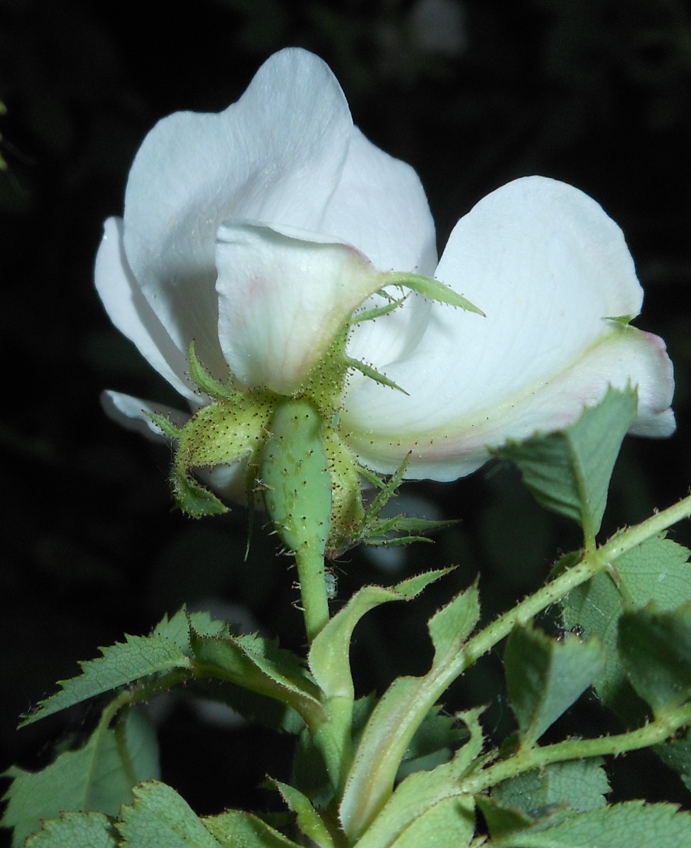 Rosa nitidula Besser